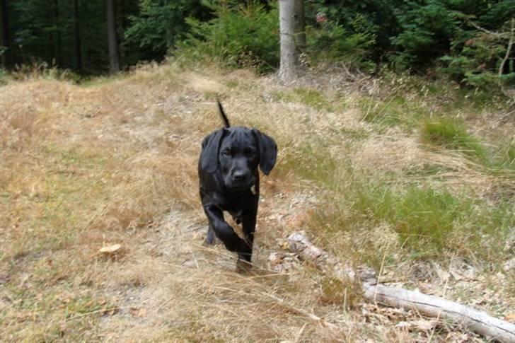 Labrador retriever / Breton Chico - 12 uger billede 14