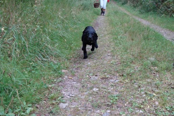 Labrador retriever / Breton Chico - 12 uger billede 15