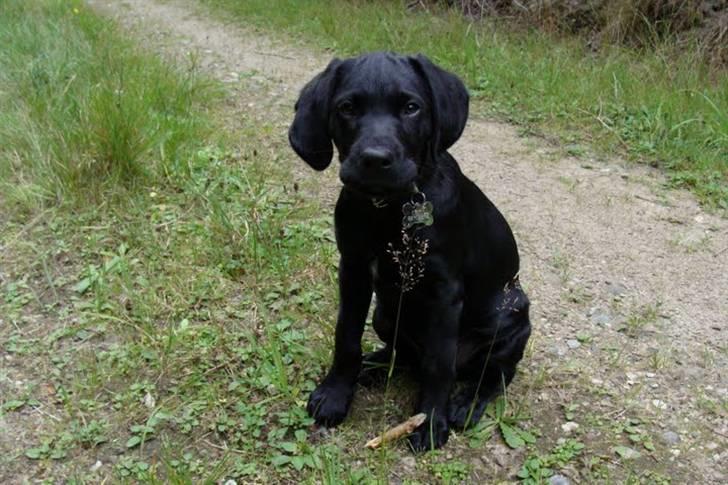 Labrador retriever / Breton Chico - 12 uger billede 16