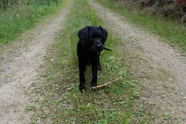 Labrador retriever / Breton Chico - 12 uger billede 17