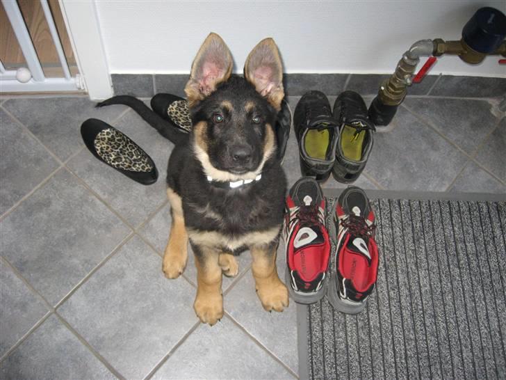 Schæferhund Kenzo billede 1