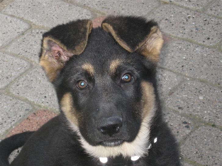 Schæferhund Kenzo billede 2