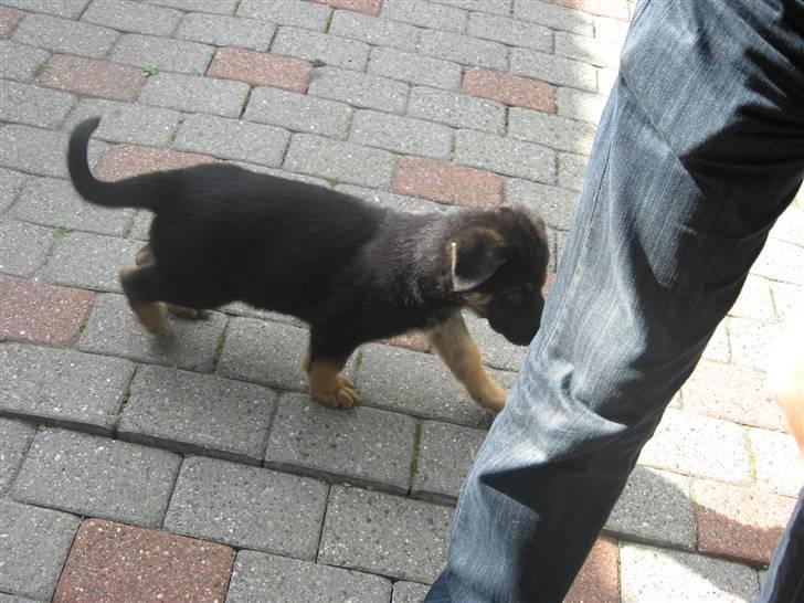 Schæferhund Kenzo billede 3