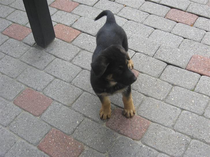 Schæferhund Kenzo billede 4