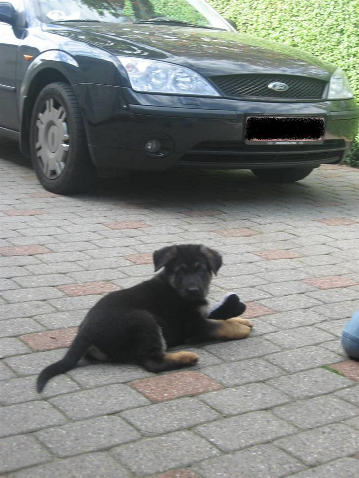 Schæferhund Kenzo billede 5