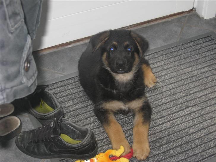 Schæferhund Kenzo billede 6