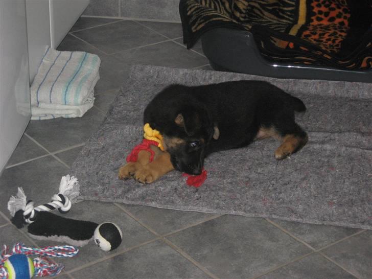 Schæferhund Kenzo billede 7