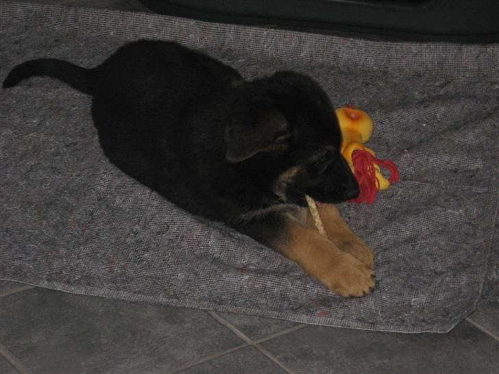 Schæferhund Kenzo billede 8