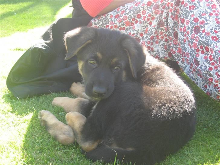 Schæferhund Kenzo billede 9