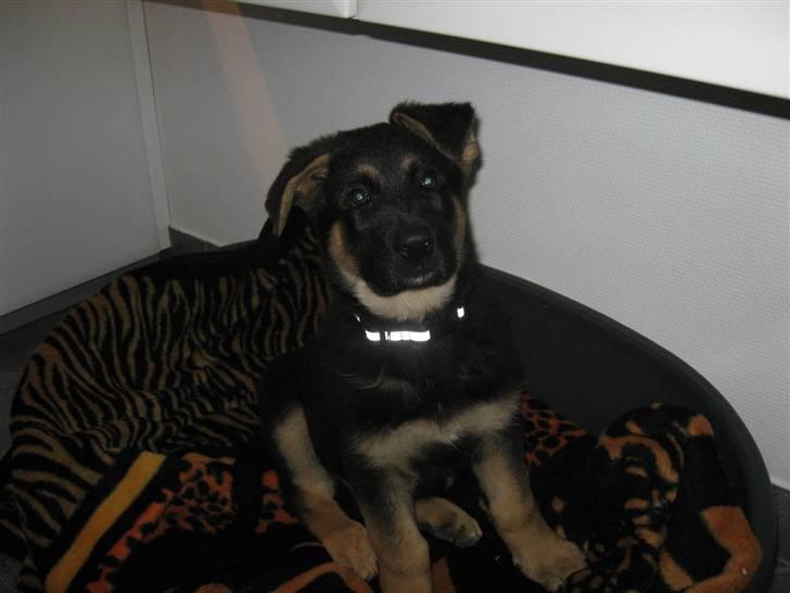 Schæferhund Kenzo billede 10