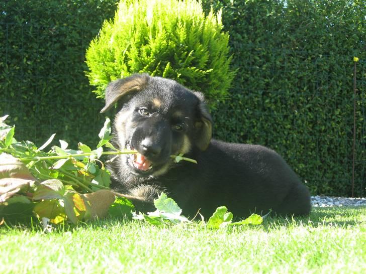 Schæferhund Kenzo billede 11