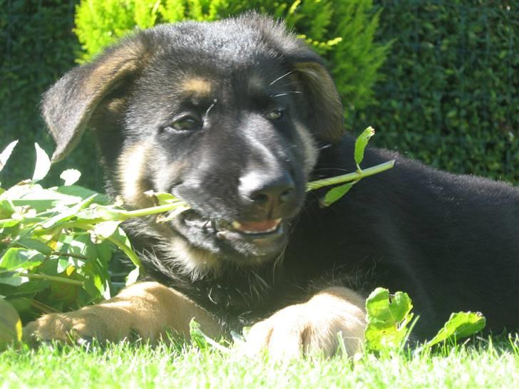 Schæferhund Kenzo billede 12