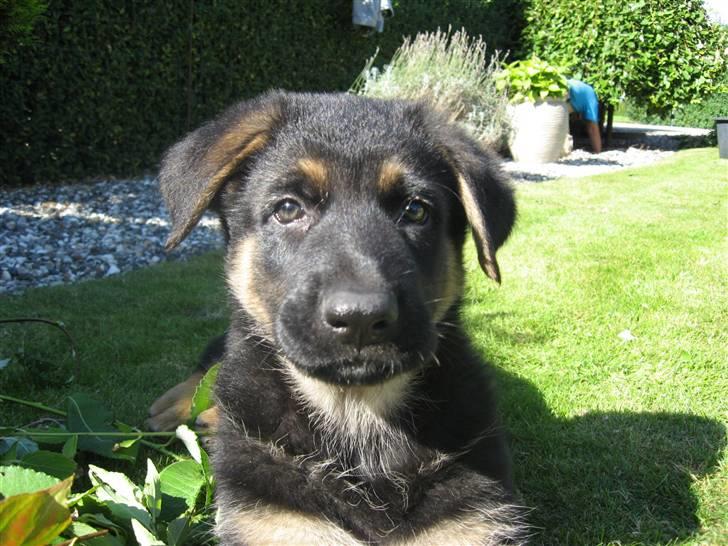 Schæferhund Kenzo billede 13