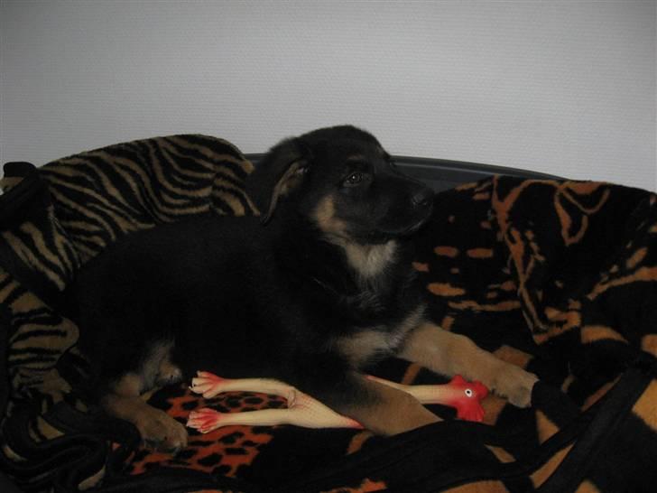 Schæferhund Kenzo billede 14