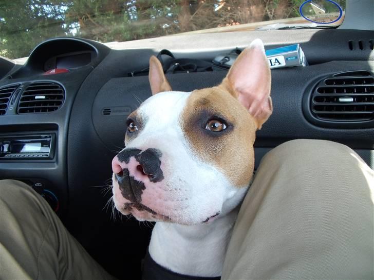 Amerikansk staffordshire terrier Pixie billede 16