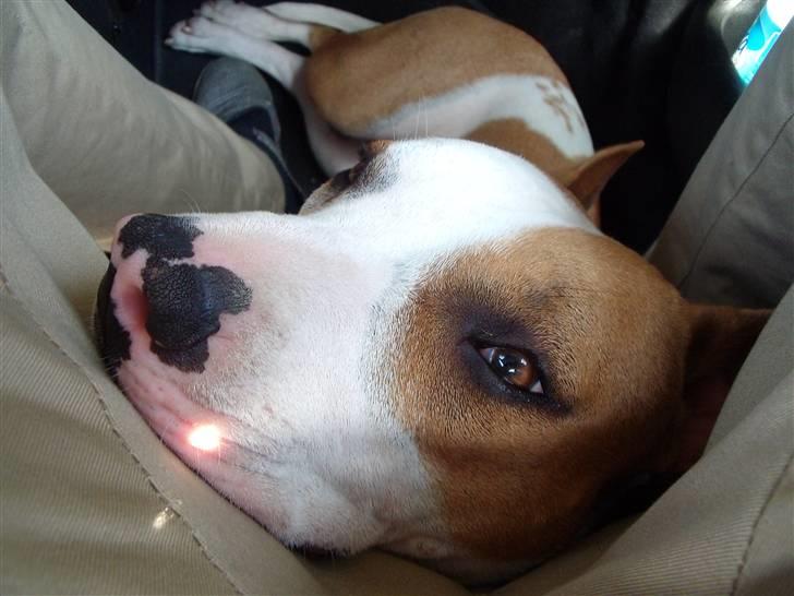 Amerikansk staffordshire terrier Pixie billede 17