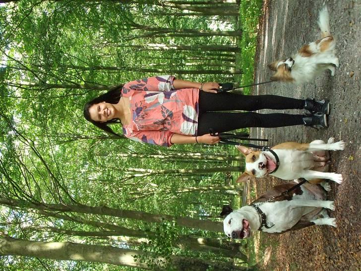 Amerikansk staffordshire terrier Pixie billede 19