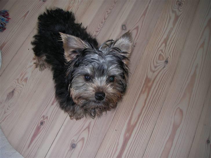 Yorkshire terrier Bounty billede 1