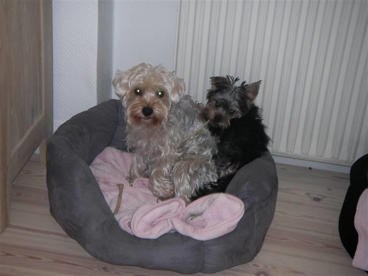 Yorkshire terrier Bounty - Beatrice og Bounty hygger i kurven :) billede 2