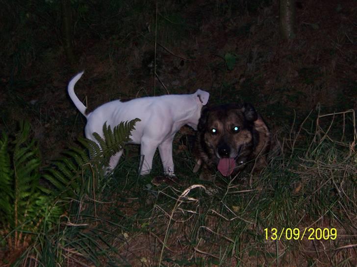 Amerikansk bulldog Freja billede 9