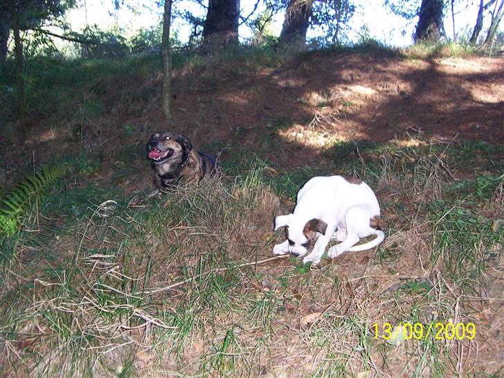 Amerikansk bulldog Freja billede 10