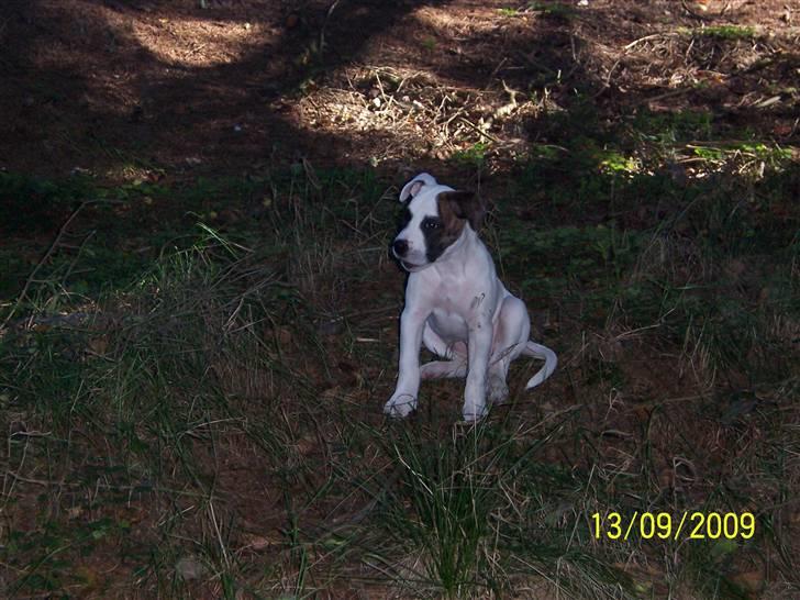 Amerikansk bulldog Freja billede 11