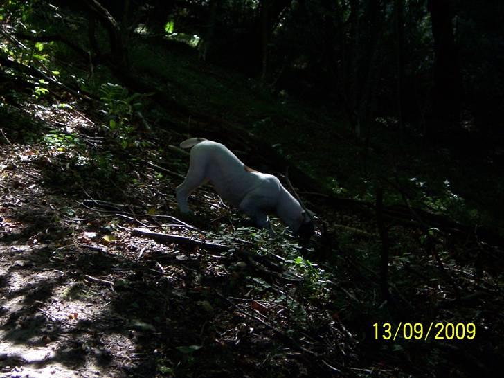 Amerikansk bulldog Freja billede 12