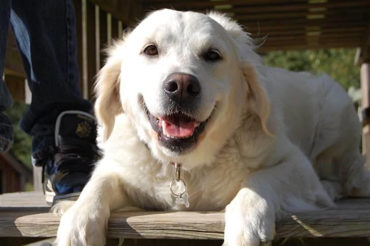 Golden retriever Filippa K Av Vervik [Himmelhund] - Hvor er jeg sød:P billede 13