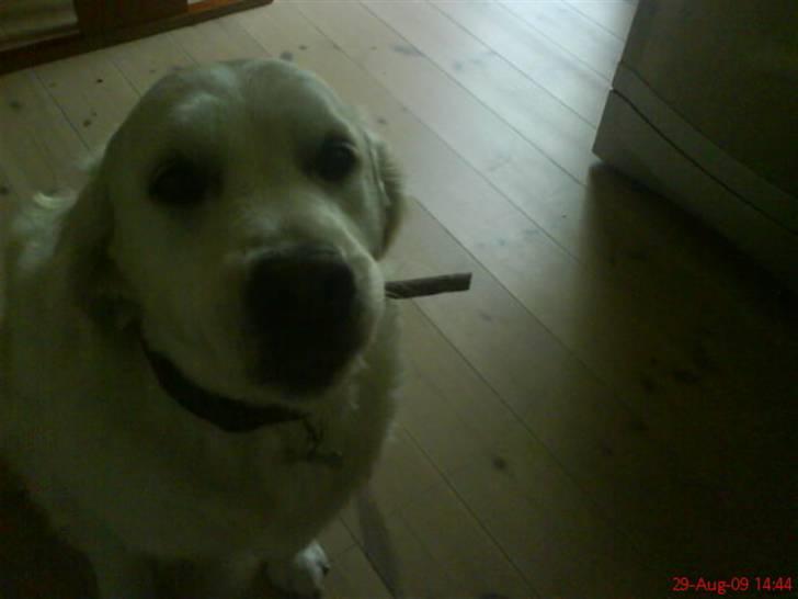 Golden retriever Filippa K Av Vervik [Himmelhund] - Smokey;) billede 14