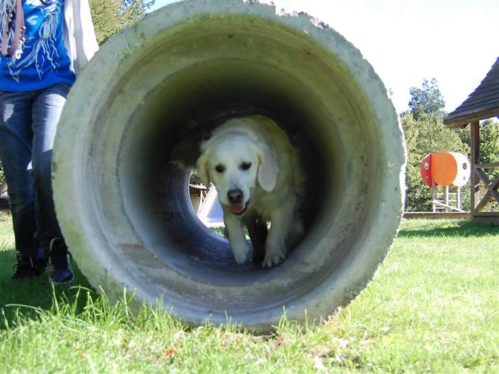 Golden retriever Filippa K Av Vervik [Himmelhund] - Kommende agility-stjerne;) billede 15