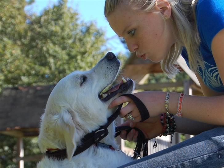 Golden retriever Filippa K Av Vervik [Himmelhund] - Bedste venner;) billede 16