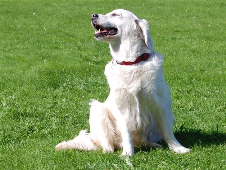 Golden retriever Filippa K Av Vervik [Himmelhund] - Åååååårh hvaad :D :b billede 17