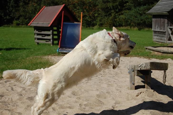 Golden retriever Filippa K Av Vervik [Himmelhund] - Agillity is my best :D billede 18