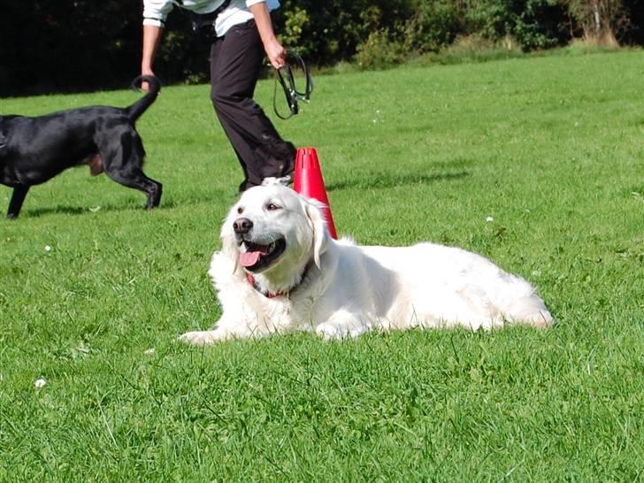 Golden retriever Filippa K Av Vervik [Himmelhund] - PjuskehovedexD billede 19