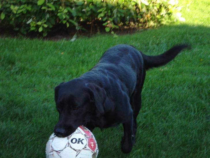 Labrador retriever Mille  - værsgo billede 11