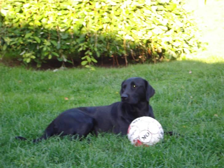 Labrador retriever Mille  - ?? billede 12