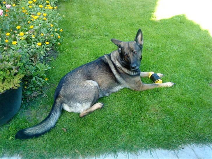 Schæferhund Laguso Mille - *Mille* (Min mor's) - Nyt: 13/9-09 billede 10