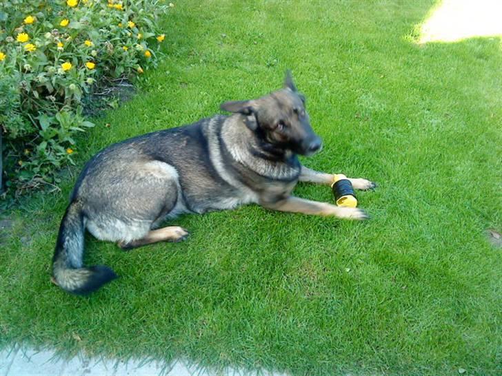 Schæferhund Laguso Mille - *Mille* (Min mor's) - Nyt: 13/9-09 billede 11