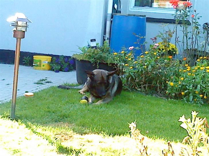 Schæferhund Laguso Mille - *Mille* (Min mor's) - Nyt: 13/9-09 billede 12