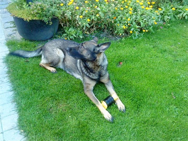 Schæferhund Laguso Mille - *Mille* (Min mor's) - Nyt: 13/9-09 billede 14