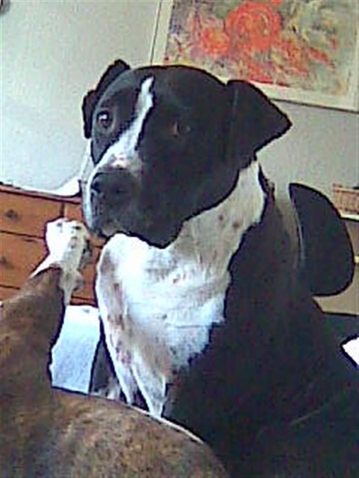 Amerikansk staffordshire terrier miss chicago billede 12