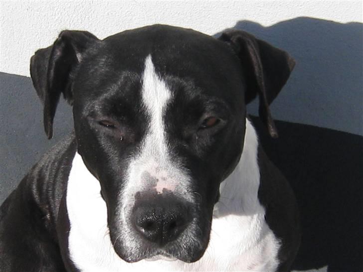 Amerikansk staffordshire terrier miss chicago - sol badning er det bedste billede 13