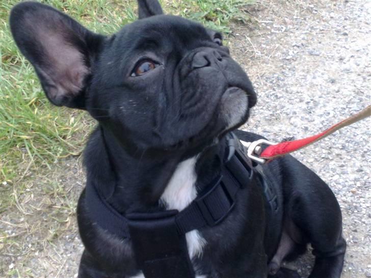 Fransk bulldog Vacho billede 1