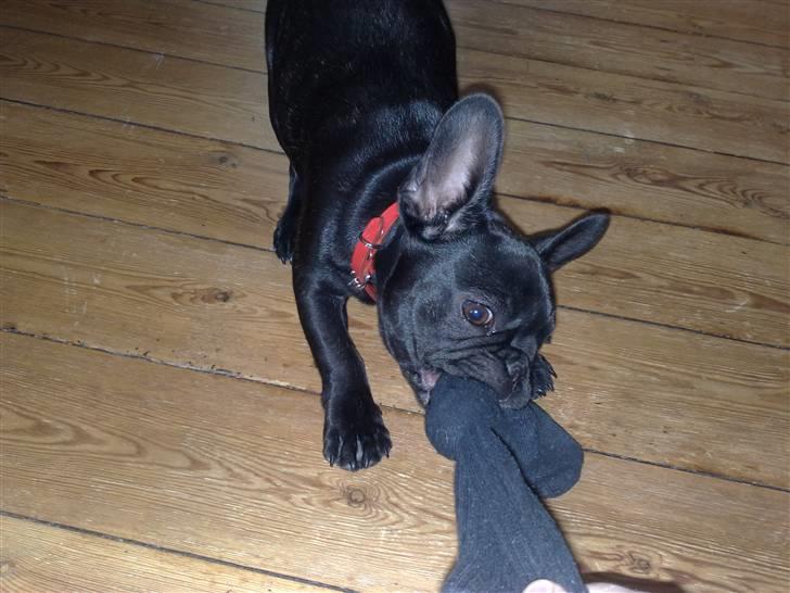 Fransk bulldog Vacho billede 2