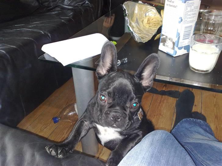 Fransk bulldog Vacho billede 3