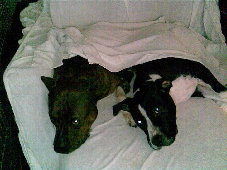 Amerikansk staffordshire terrier miss chicago - dejlig at ligge og se tv med tæppe på det er godt billede 14