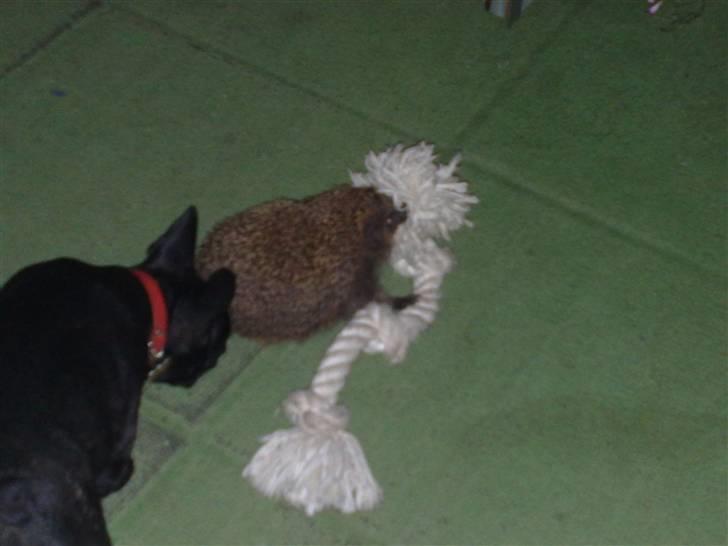 Fransk bulldog Vacho billede 4