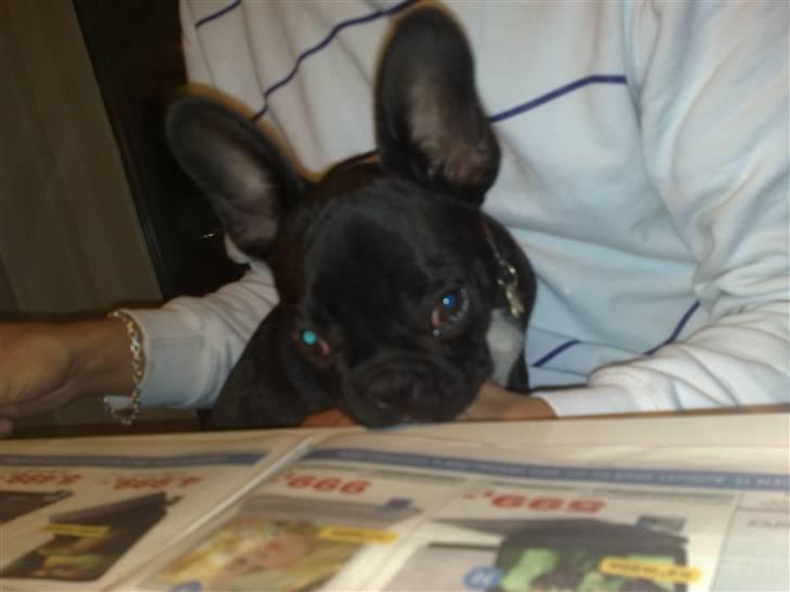 Fransk bulldog Vacho billede 5