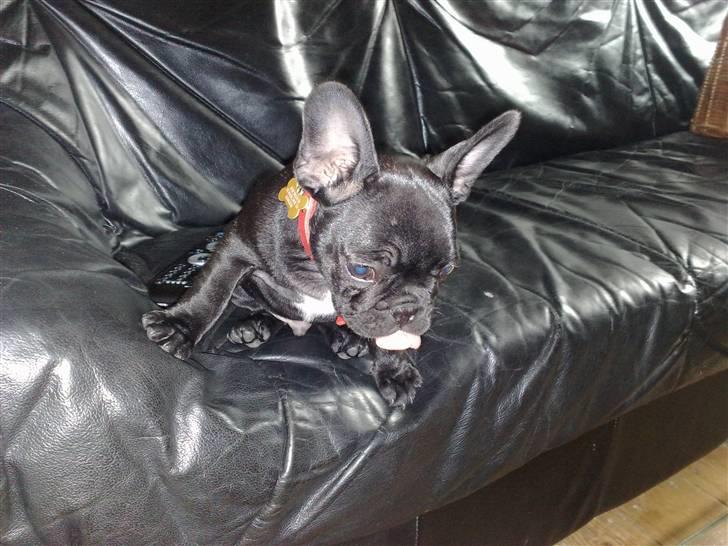 Fransk bulldog Vacho billede 6