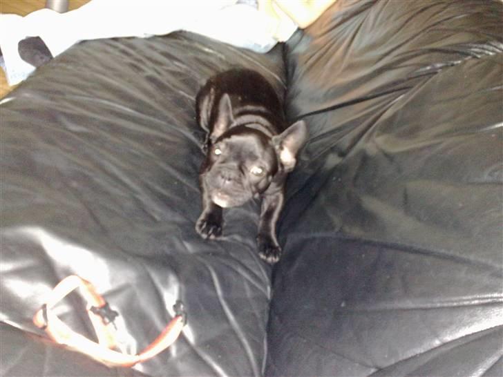 Fransk bulldog Vacho billede 7